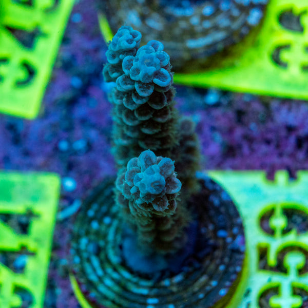 AMA SPS Frag 059