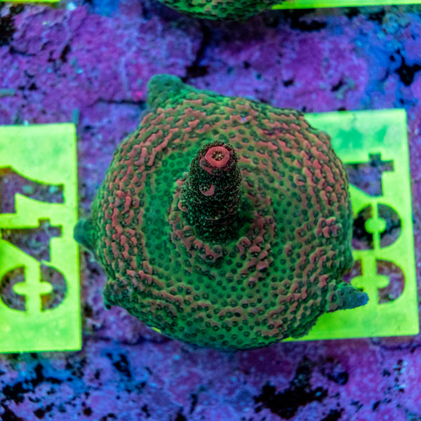 AMA SPS Frag 064