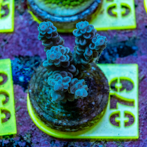 AMA SPS Frag 079