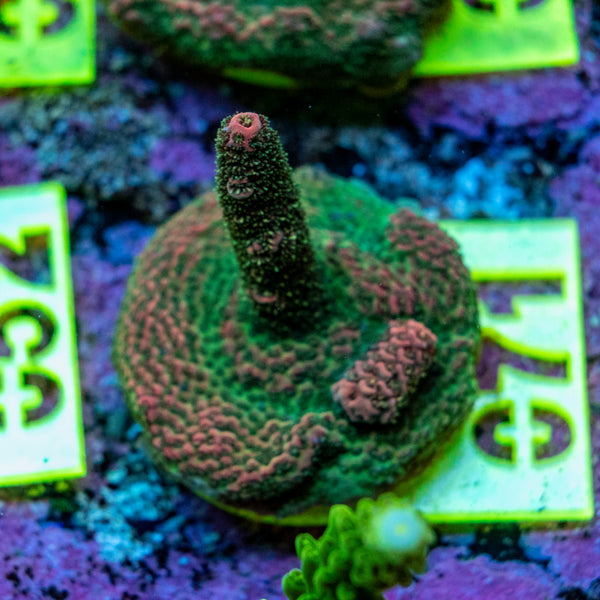 AMA SPS Frag 071