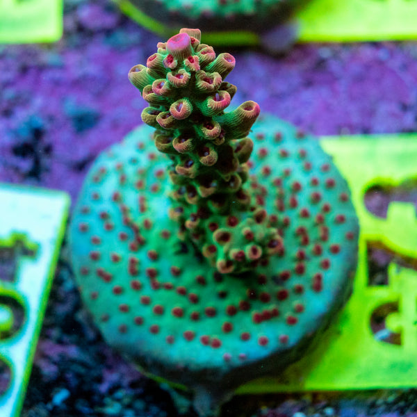 AMA SPS Frag 073
