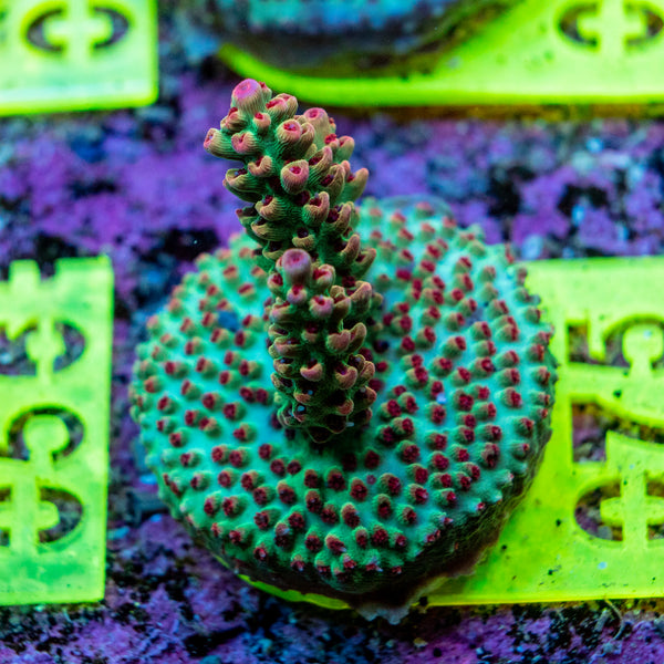 AMA SPS Frag 075