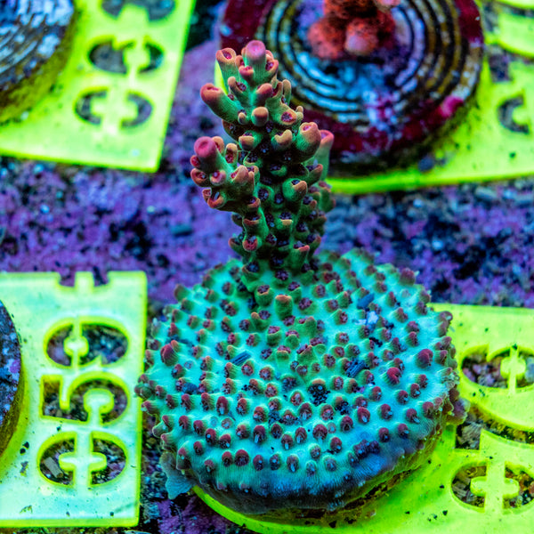 AMA SPS Frag 076