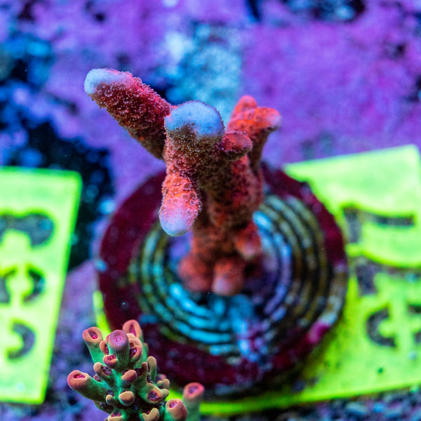 AMA SPS Frag 077 'Pink Digitata'
