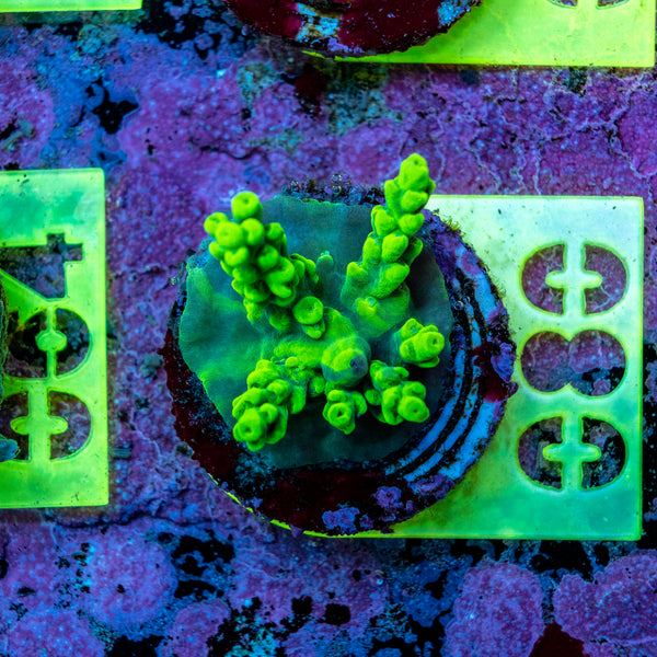 AMA SPS Frag 080