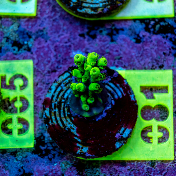 AMA SPS Frag 081