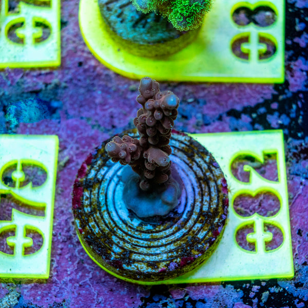AMA SPS Frag 082