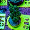 AMA SPS Frag 084
