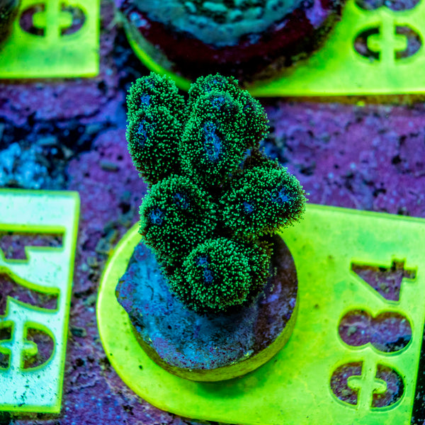 AMA SPS Frag 084