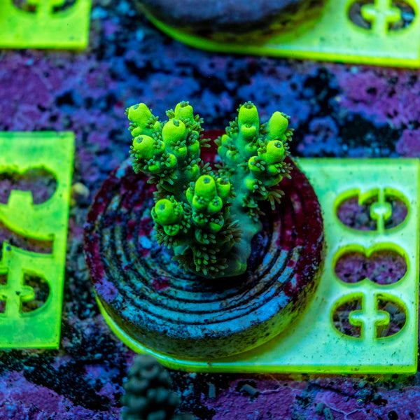 AMA SPS Frag 086