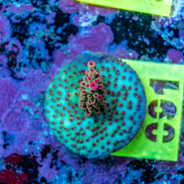 AMA SPS Frag 091