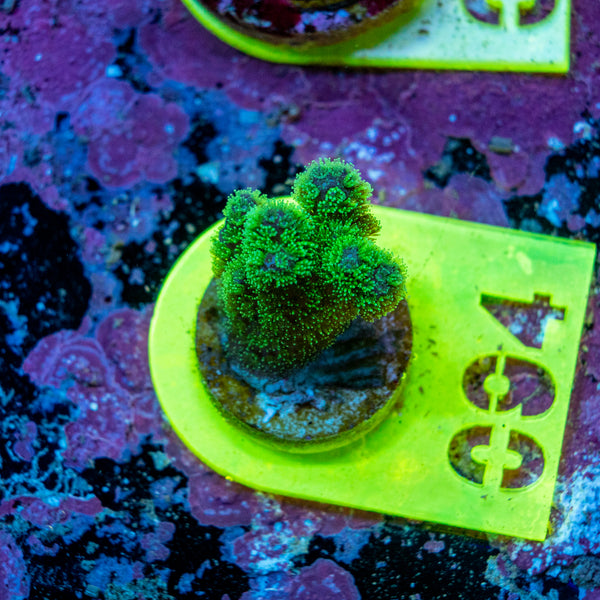 AMA SPS Frag 094
