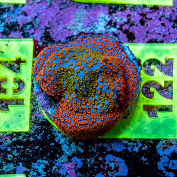 AMA SPS Frag 122