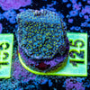 AMA SPS Frag 125