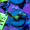 AMA SPS Frag 'Birdnest'