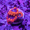 Blastomussa