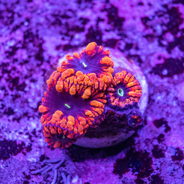 Blastomussa