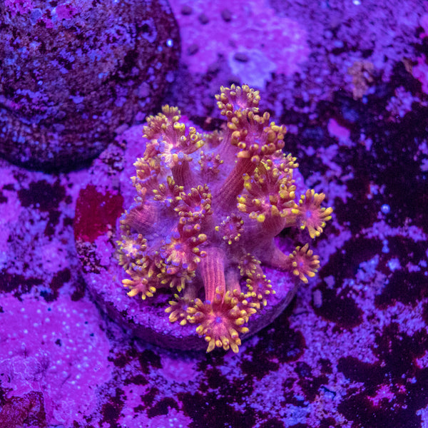 Tequilla Sunrise Goniopora Frag
