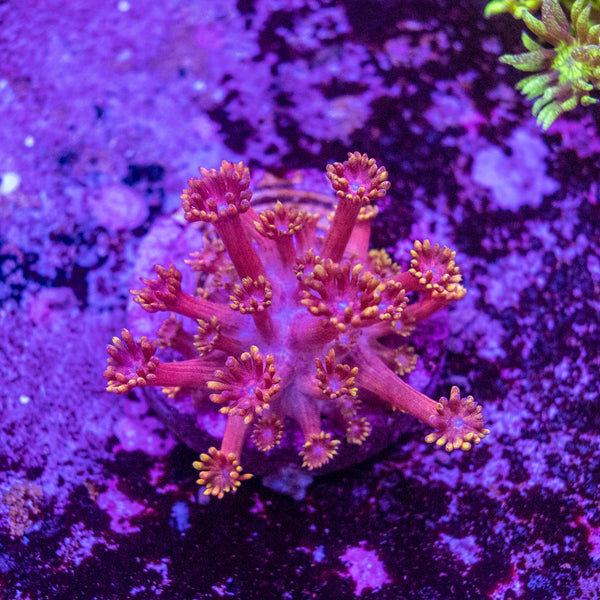 Tequilla Sunrise Goniopora Frag