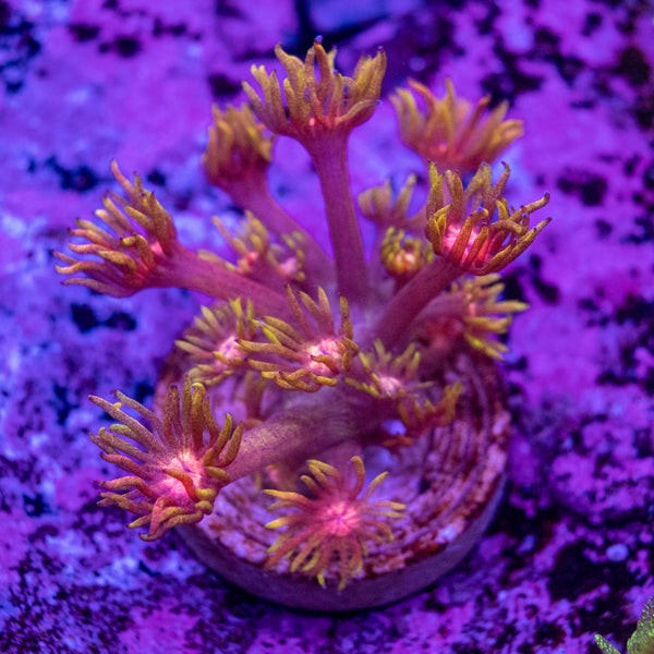 Flaming Good Goniopora Frag