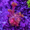Flaming Good Goniopora Frag