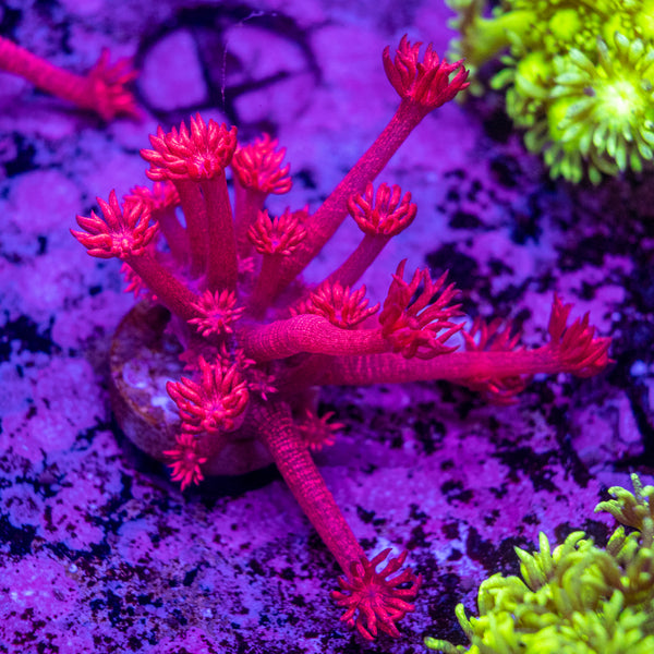 Red Glitter Goniopora Frag