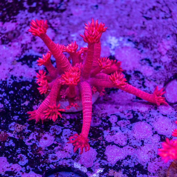 Red Glitter Goniopora Frag