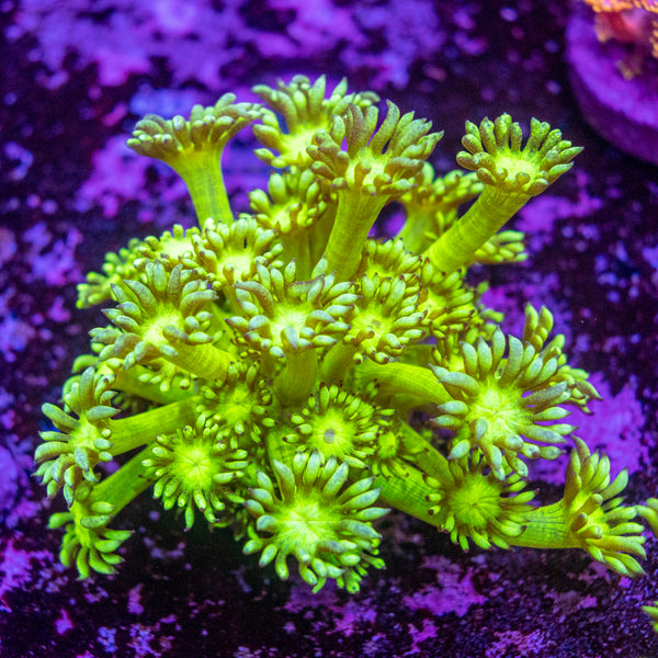 Toxic Green Goniopora Frag