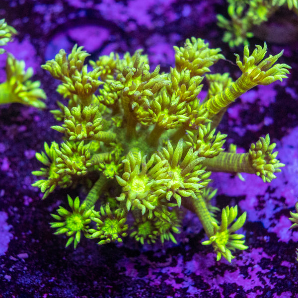 Green Tiger Goniopora Frag
