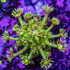 Green Tiger Goniopora Frag