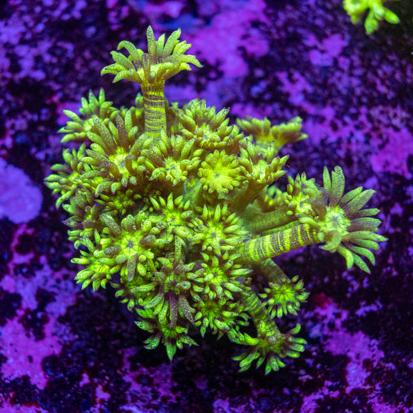 Green Tiger Goniopora Frag