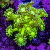Toxic Green Goniopora Frag