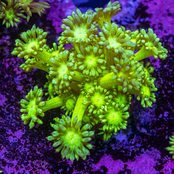 Toxic Green Goniopora Frag