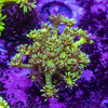 Green Tiger Goniopora Frag