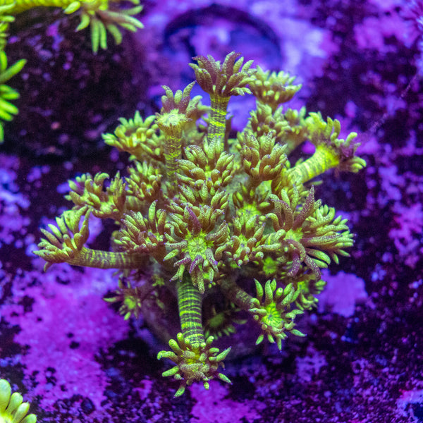 Green Tiger Goniopora Frag