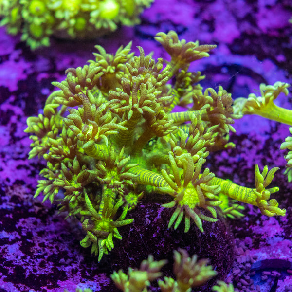 Green Tiger Goniopora Frag