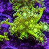 Toxic Green Goniopora Frag