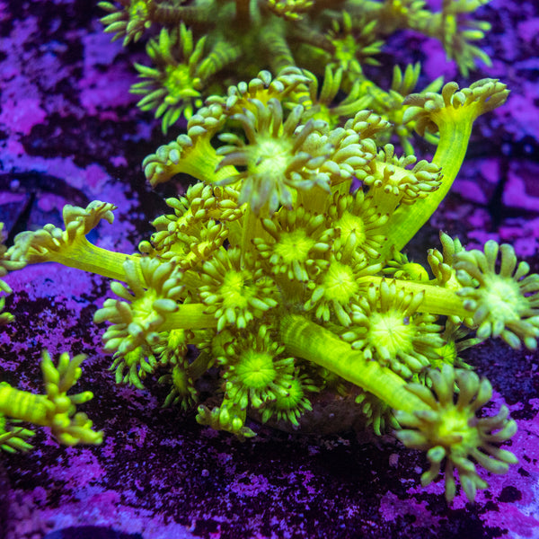 Toxic Green Goniopora Frag