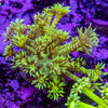 Green Tiger Goniopora Frag