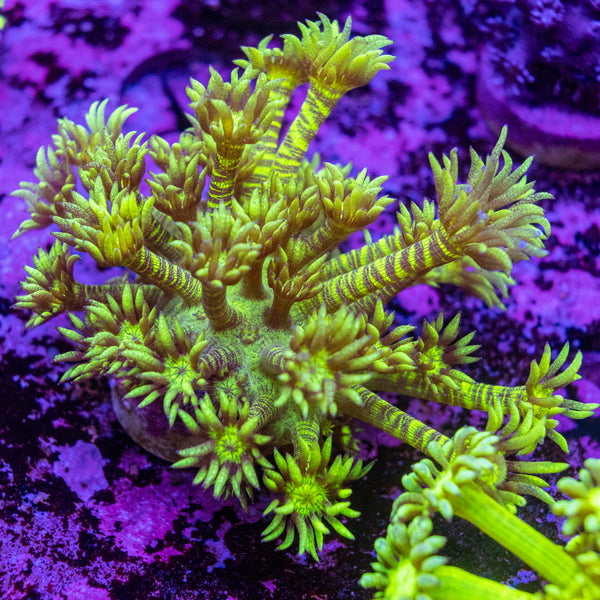 Green Tiger Goniopora Frag