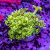 Green Tiger Goniopora Frag
