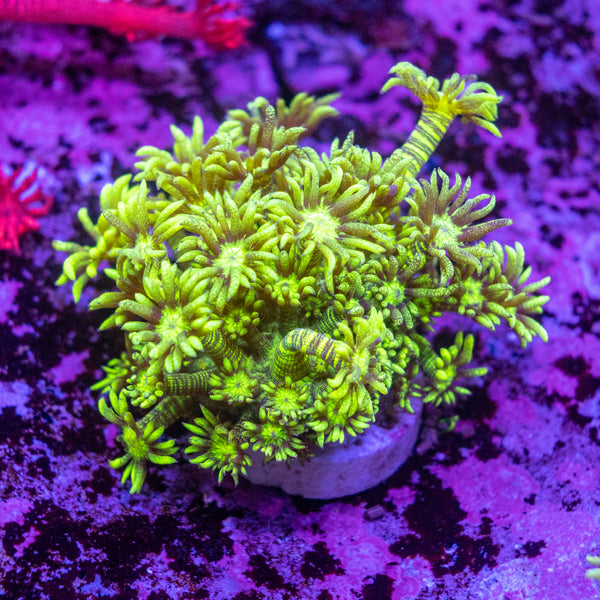 Green Tiger Goniopora Frag