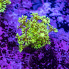 Green Tiger Goniopora Frag