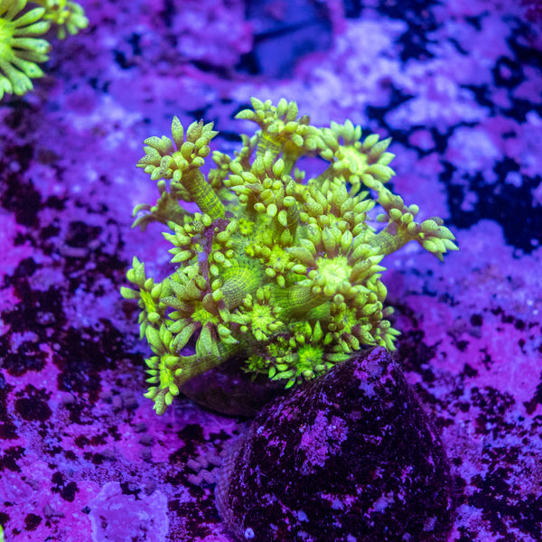 Green Tiger Goniopora Frag