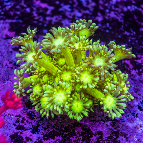 Toxic Green Goniopora Frag