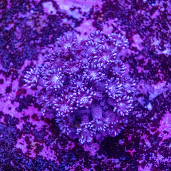 Blue Glitter Goniopora Frag