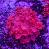 Goniopora Frag
