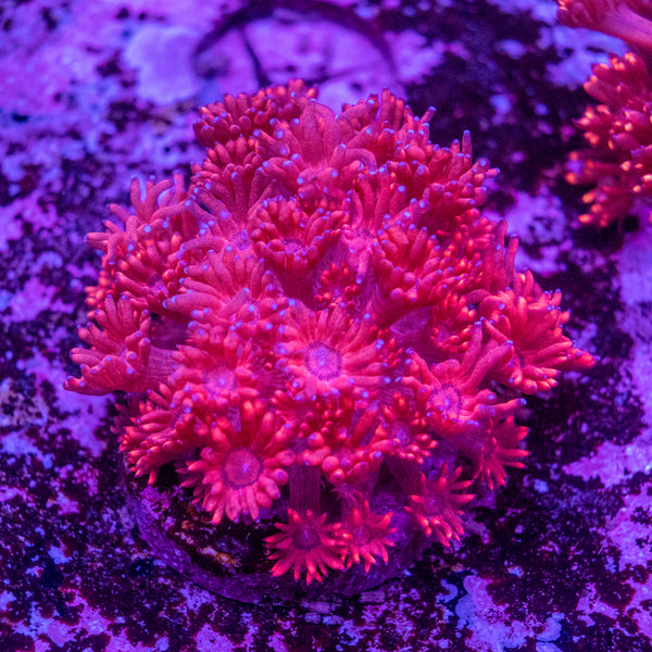 Goniopora Frag