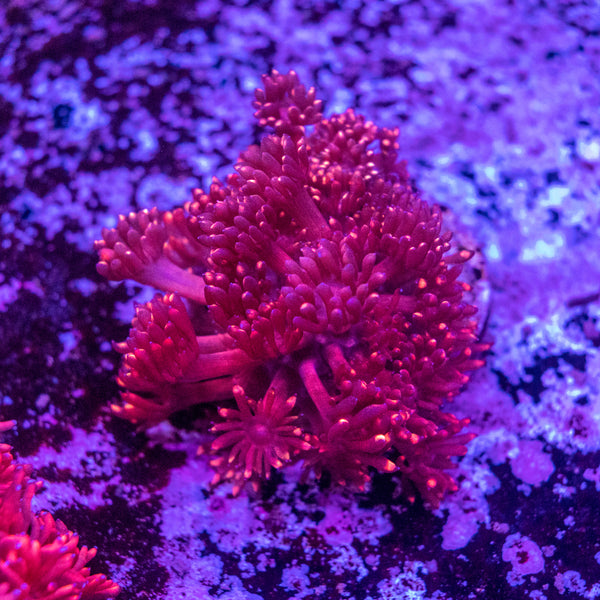 Goniopora Frag