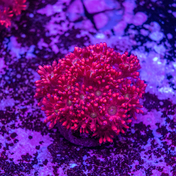 Goniopora Frag